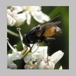 Muscidae sp - Echte Fliege 02b 10mm.jpg